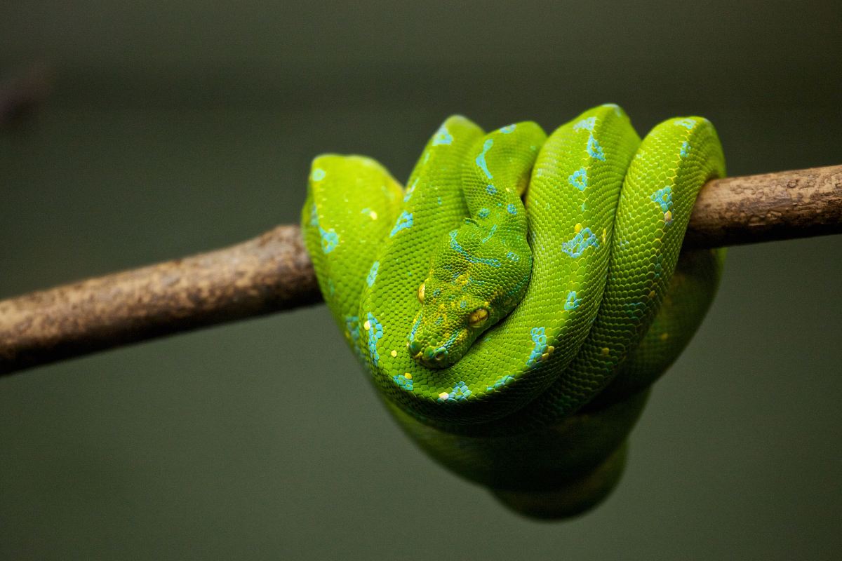green snake on brown tree branch